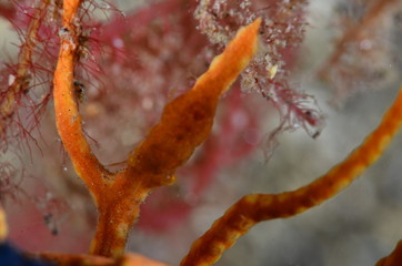underwater photography in the mediterranean sea