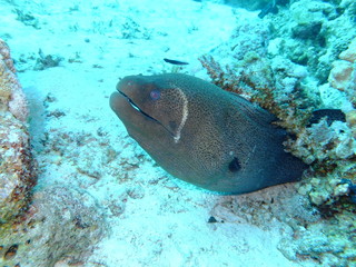 Giant Moray Eel