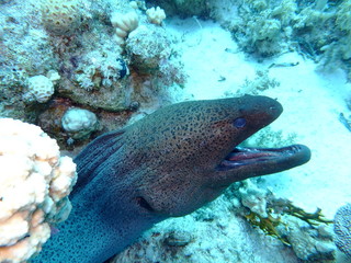 Giant Moray Eel