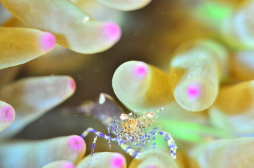 red sea horse in the mediterranena sea