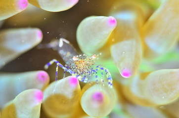 red sea horse in the mediterranena sea