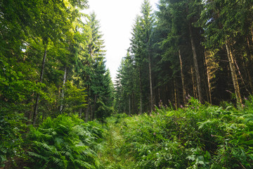 Untouched evergreen mountain forest on rainy summer day