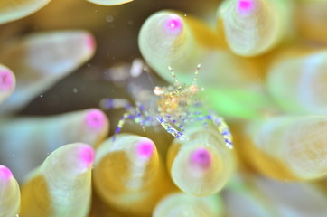 red sea horse in the mediterranena sea