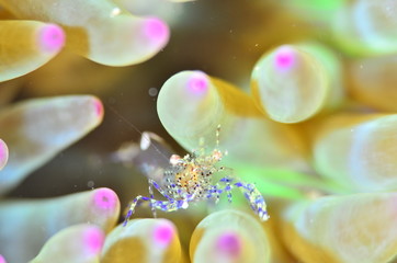 red sea horse in the mediterranena sea