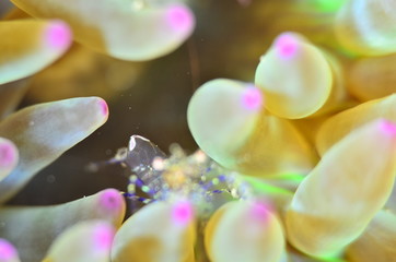 red sea horse in the mediterranena sea