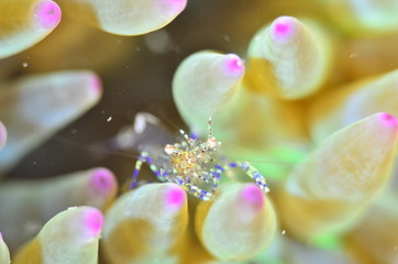 red sea horse in the mediterranena sea