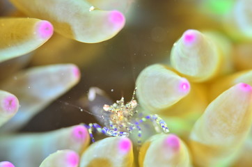 red sea horse in the mediterranena sea