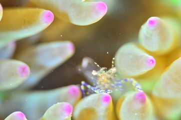 red sea horse in the mediterranena sea