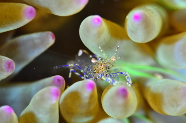 red sea horse in the mediterranena sea