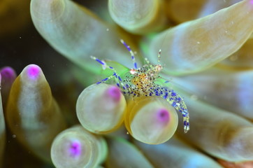 red sea horse in the mediterranena sea