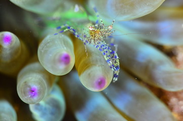 red sea horse in the mediterranena sea