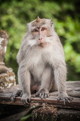 Photo of long tailed macaque monkey at secret monkey forest