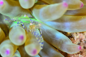 red sea horse in the mediterranena sea