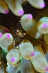 red sea horse in the mediterranena sea