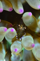 red sea horse in the mediterranena sea