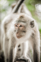 Obraz premium Photo of long tailed macaque monkey at secret monkey forest