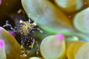 red sea horse in the mediterranena sea