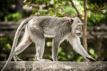 Photo of long tailed macaque monkey at secret monkey forest