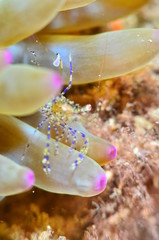 red sea horse in the mediterranena sea