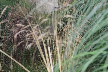 Micro Nature 3