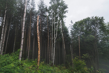 Tree trunks of mountain forest on rainy summer day