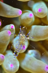 red sea horse in the mediterranena sea