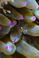 red sea horse in the mediterranena sea