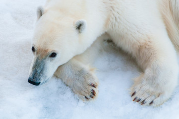 Polar Bear resting on the ice in Svalbard, Norway.