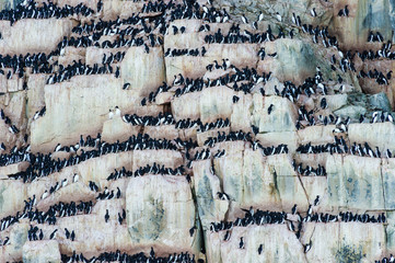 Countless birds on the ledges of Kapp Fanshawe, Norway