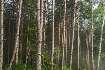 Tree trunks of mountain forest on rainy summer day