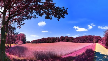 Beautiful pink and purple infrared panorama of a european countryside landscape with a blue sky