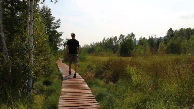 Young man walking on wood path in white cap, backpack and shorts in moorland, Soumarske heath Czech republic