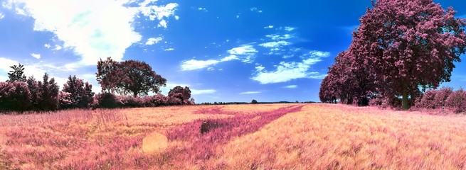 Beautiful pink and purple infrared panorama of a european countryside landscape with a blue sky