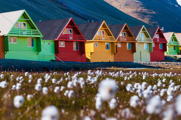Arctic flowers and a row of very colorful homes in Longyearbyen, Svalsbard, Norway