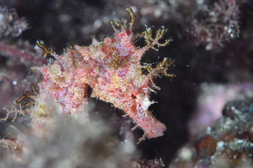 red sea horse in the mediterranena sea