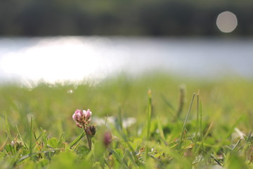 Micro Plants