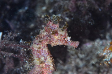 red sea horse in the mediterranena sea
