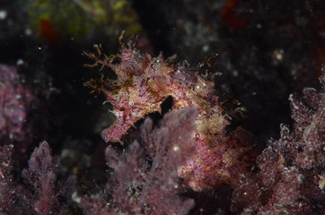 red sea horse in the mediterranena sea