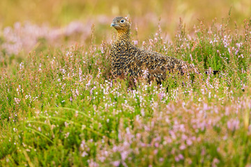 Red Grouse facing left in natural habitat of blooming pink heather on a Grouse Moor.  Scientific name: Lagopus lagopus.  Horizontal.  Space for copy.