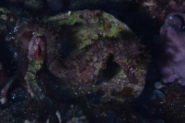 underwatrer photography in the mediterranean sea