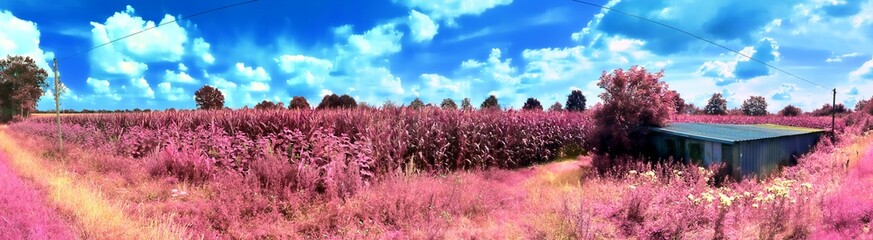 Beautiful pink and purple infrared panorama of a european countryside landscape with a blue sky