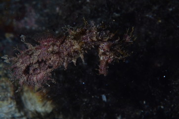 underwatrer photography in the mediterranean sea