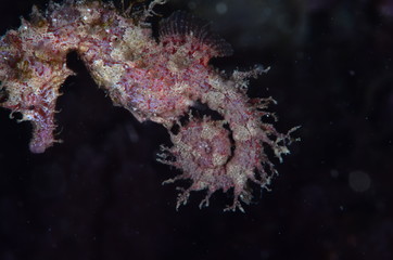 underwatrer photography in the mediterranean sea