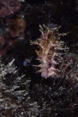 underwatrer photography in the mediterranean sea