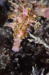 underwatrer photography in the mediterranean sea