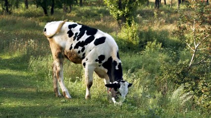White young calf tied to a chain on a green lawn chewing grass. Grazing, Cows, Cattle, Farm Animals