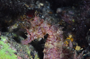 underwatrer photography in the mediterranean sea