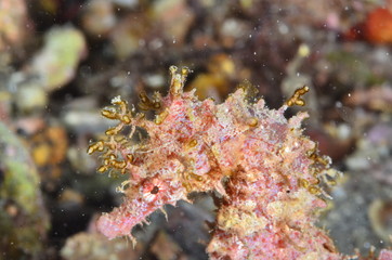 underwatrer photography in the mediterranean sea