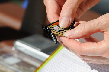 A Monarch butterfly is tagged by a citizen scientist in  Ontario, Canada.  