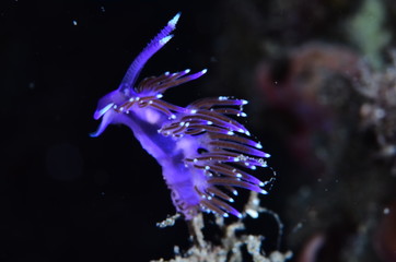 underwatrer photography in the mediterranean sea